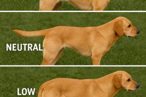 dog tail positions
