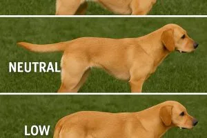 dog tail positions