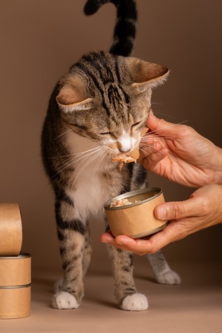cat eating chocolate toxic