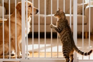 pet introductions