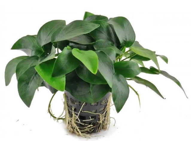 anubiyas plant for aquarium