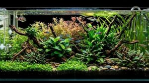 planted aquarium