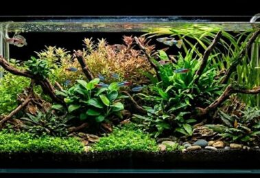 planted aquarium