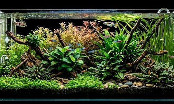 planted aquarium