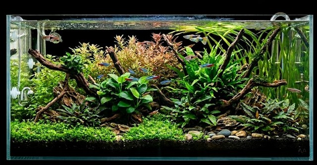 planted aquarium