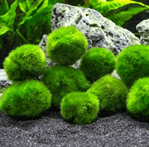 Marimo moss ball