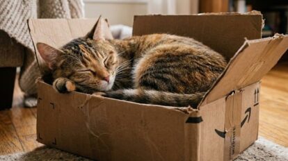 Cat blissfully wedged in a cardboard box—instinct at work.