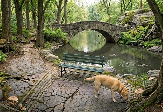 dog sniffing everything