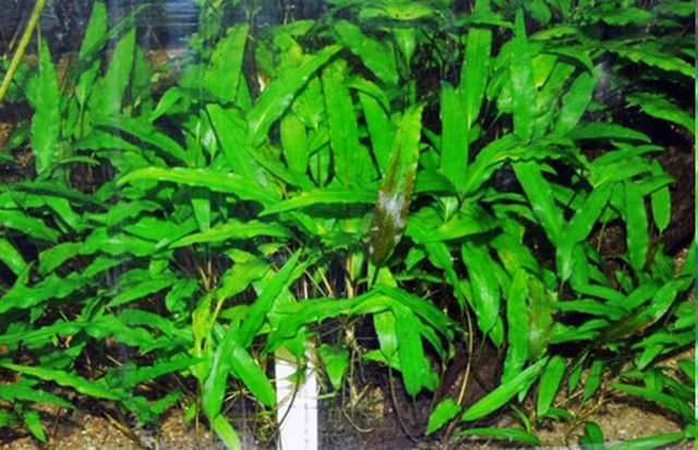 Cryptocoryne Wendtii