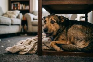 anxious dog with GAD
