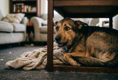 anxious dog with GAD