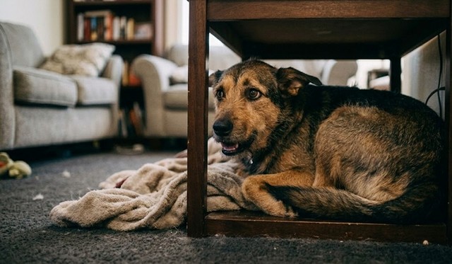 anxious dog with GAD