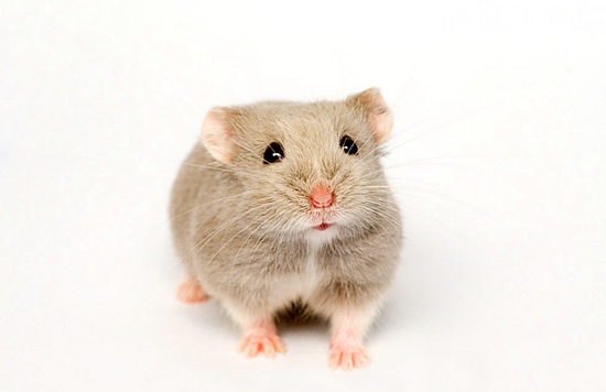 campbell dwarf hamster 