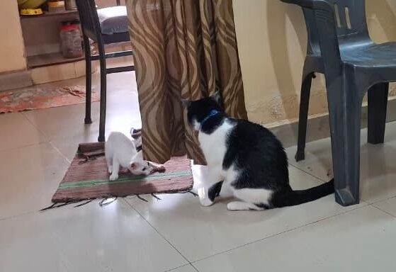 cat kitten introduction