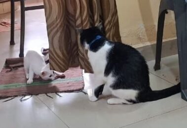 cat kitten introduction