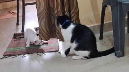 cat kitten introduction