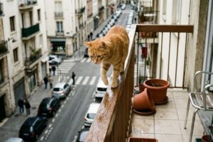 cat on balcony safety hazard