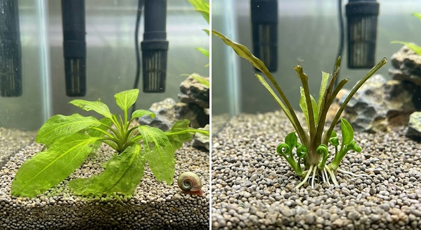 aquarium plant melt