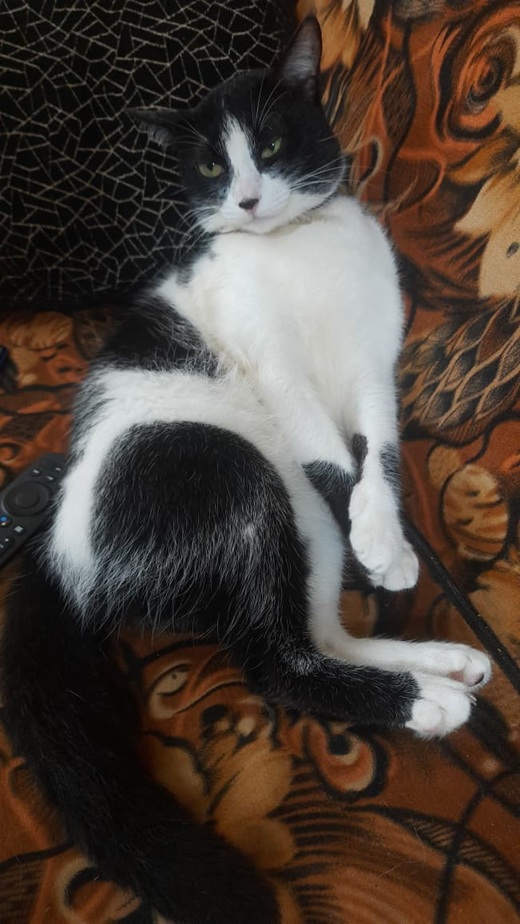 tuxedo coat
