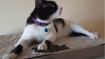 tuxedo cat
